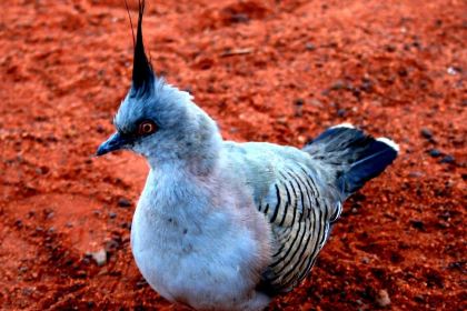 Ayers Wok Noodle Bar