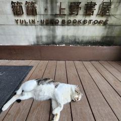 篽箖·上野書屋張用戶圖片