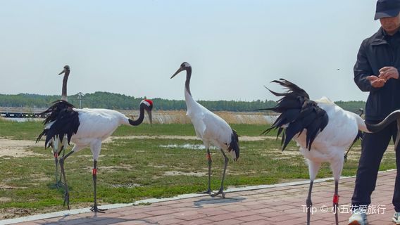 Jilin Momoge National Nature Reserve - Crane Park