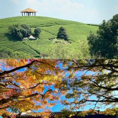 Laotaipo Restaurant (zhaoxia) User Photo