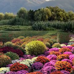 正宗会理鸡火丝(龙眼井店) User Photo