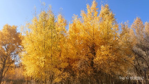 jia shi xian cheng zhong hu yang lin sheng tai yuan jing qu