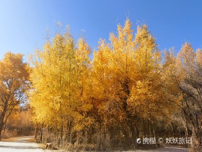 jia shi xian cheng zhong hu yang lin sheng tai yuan jing qu