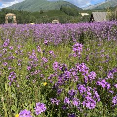 禾木老村山庄 User Photo