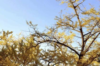 盘州·东湖里·假日酒店(东湖公园银杏广场店)·四季三食