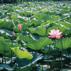 LAO TIAN JIA LA ZI JI User Photo