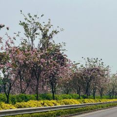 平姨炉底糍 User Photo