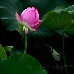 半湖云·湖景餐厅(普者黑景区店) User Photo