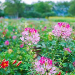Lake Hill Farm User Photo
