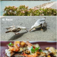 Al Marsa張用戶圖片