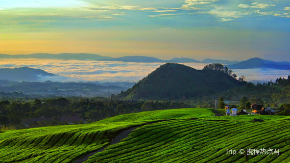 Ciater Cagak Wisata Kebun Teh