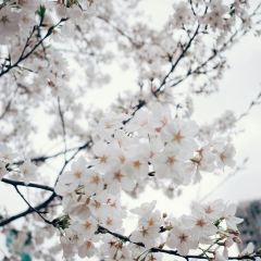 花之林(湘中大道店) User Photo