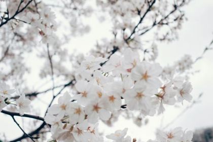 花之林人文茶馆(湘中大道店)