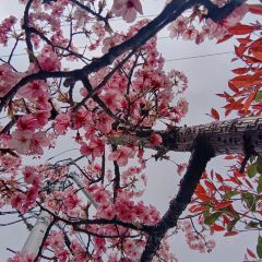 Shioramenarashiya User Photo