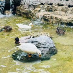 Wild Duck Cafe BKK張用戶圖片