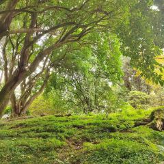 Baroniet Rosendal Garden Cafe User Photo