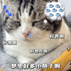 MioCat&Dessert猫咖 User Photo