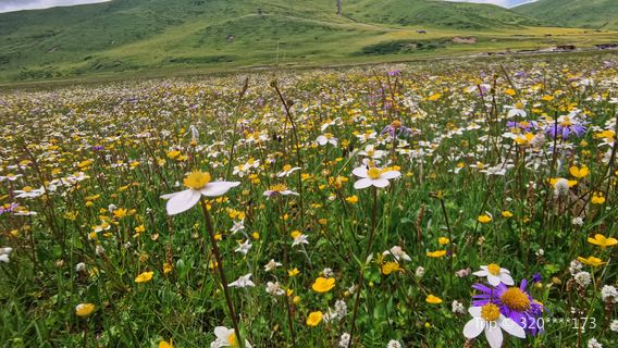 E'meitang Flower Sea Scenic Area Campground No. 2