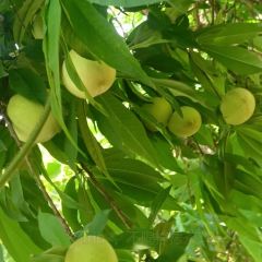 獨一處草堂張用戶圖片