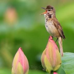 Yijunge (weiduoliya) User Photo