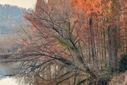 黃栗樹生態美食土菜館