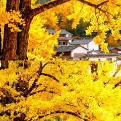 Cun Da Guan User Photo