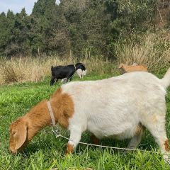 江从明巴适蒸笼 User Photo