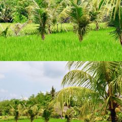 Bebek Joni Restaurant User Photo