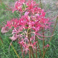 枇杷熟了coffee User Photo