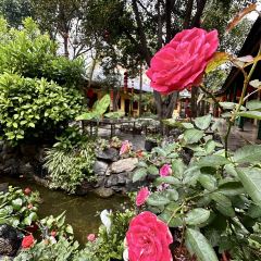 弥勒杨树生清真饭店(上清路店) User Photo