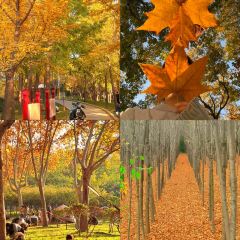 AWU YELLOW RIVER COMMON CARP User Photo