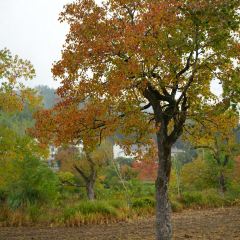 Sage Hall Homestay User Photo