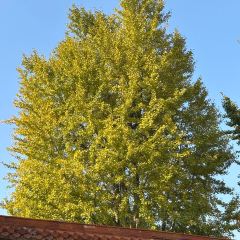 田小狗的饭店(碧桂园店) User Photo