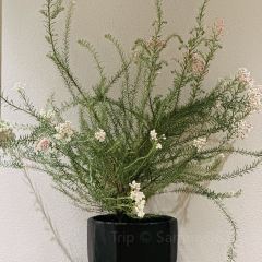 花锦堂·隐庐 여행 사진