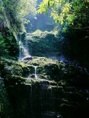 다웨이산 원시삼림공원