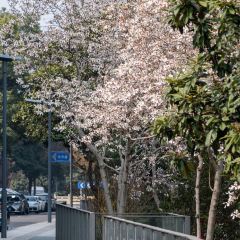 麥當勞（常州西瀛裡店）張用戶圖片