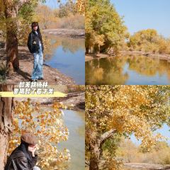 思露杏皮茶 User Photo