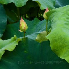 新郭记油茶(八角塘店) User Photo
