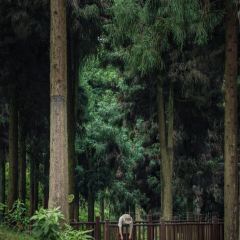 罗汉林度假村 여행 사진