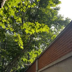 SILEX Restaurant User Photo