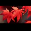 Avatar 1