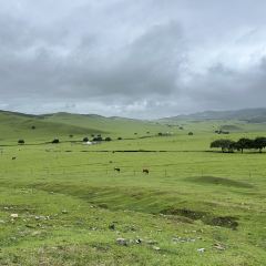 蒙古艾利奶茶馆 User Photo