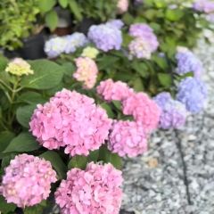 海如的花園張用戶圖片