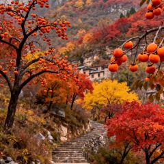 高丽烧烤(大顺路店) User Photo