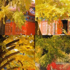 XU XIANG LI LAO FANG ZI User Photo