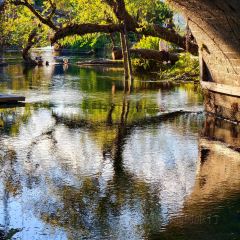 邓氏大薄片 User Photo