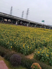 村頭村葵花園