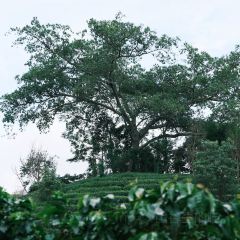 简聿咖啡 User Photo