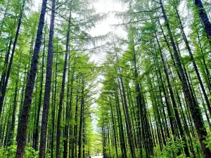 Taipinggou National Forest Park