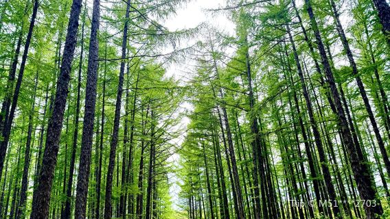 Taipinggou National Forest Park